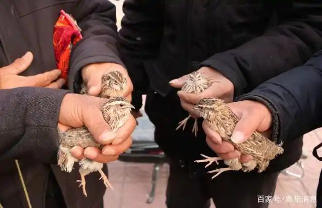 传统古冬会,百年民俗斗鹌鹑