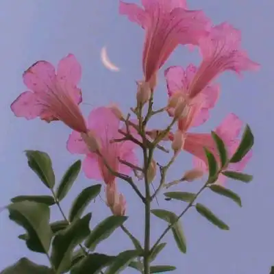 带好运的风景花草微信头像6