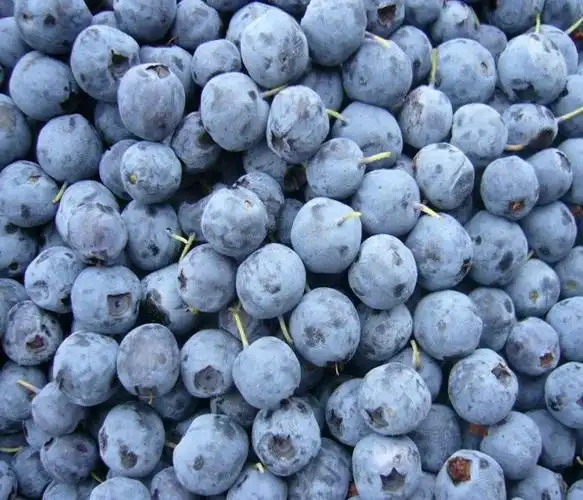 七彩木兰 野生蓝莓