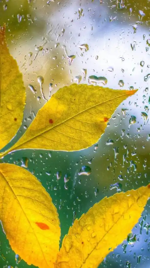 个性植物风景微距锁屏