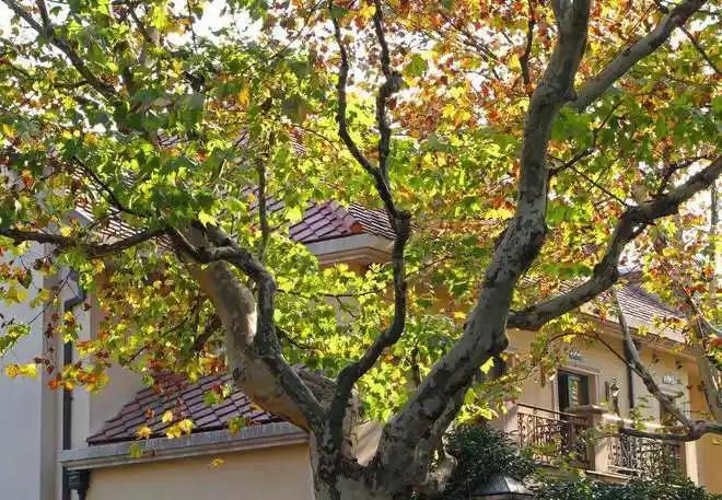 大树底下好乘凉有了院子最好在院子里种一棵庭荫树