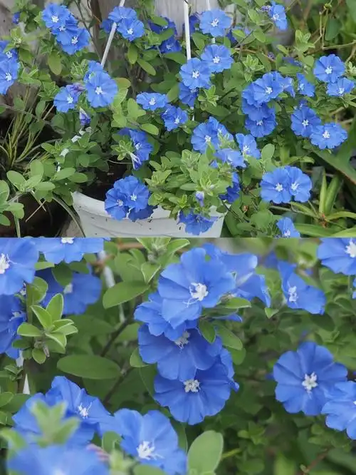 跟蓝雪花一样美貌又好养的蓝星花,两广强推