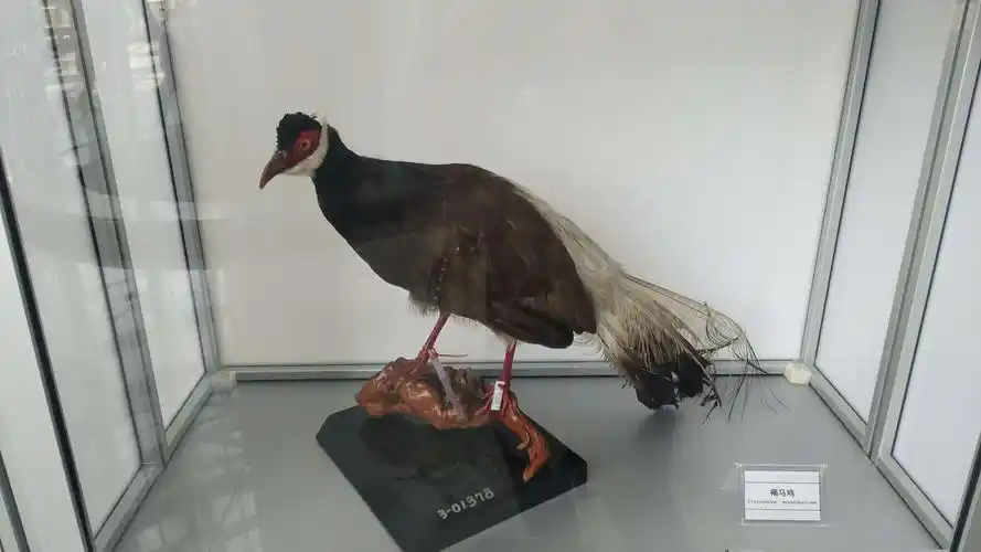 这是鸟类标本