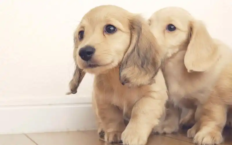 呆萌可爱双胞胎宠物图片桌面壁纸