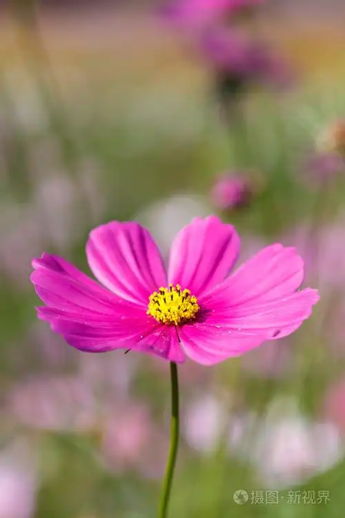 粉色波斯菊花卉
