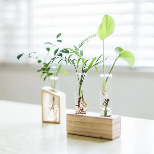 回固创意水培植物绿萝办公室内桌面小清新绿植盆栽花卉玻璃瓶水培摆件