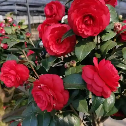 赤丹茶花(赤丹茶花一年几次花期)