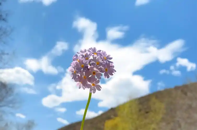 清新脱俗的唯美句子,简短走心,情商超高!