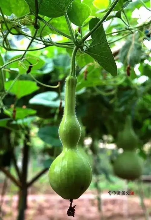 在东葫芦峪村,与葫芦相关的其他蔬果类植物也很多.