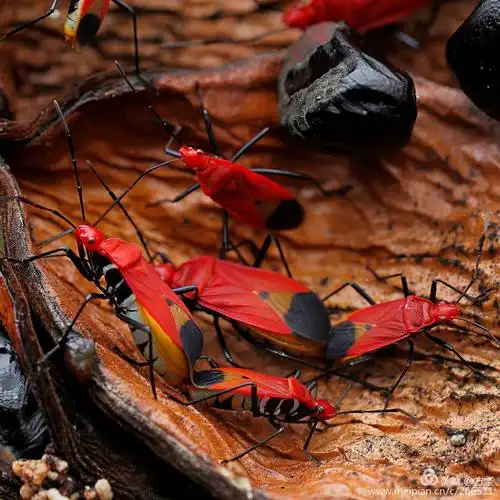 纳板河寻虫记～虫系