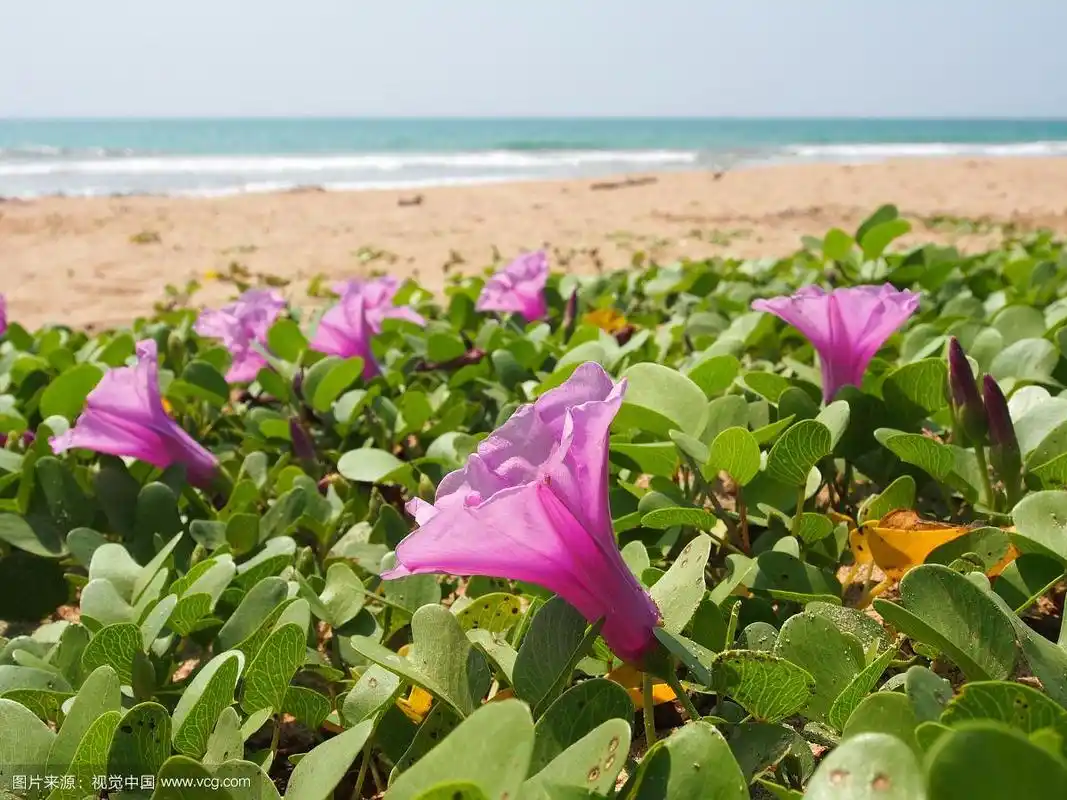 在马尔代夫海边盛开的花