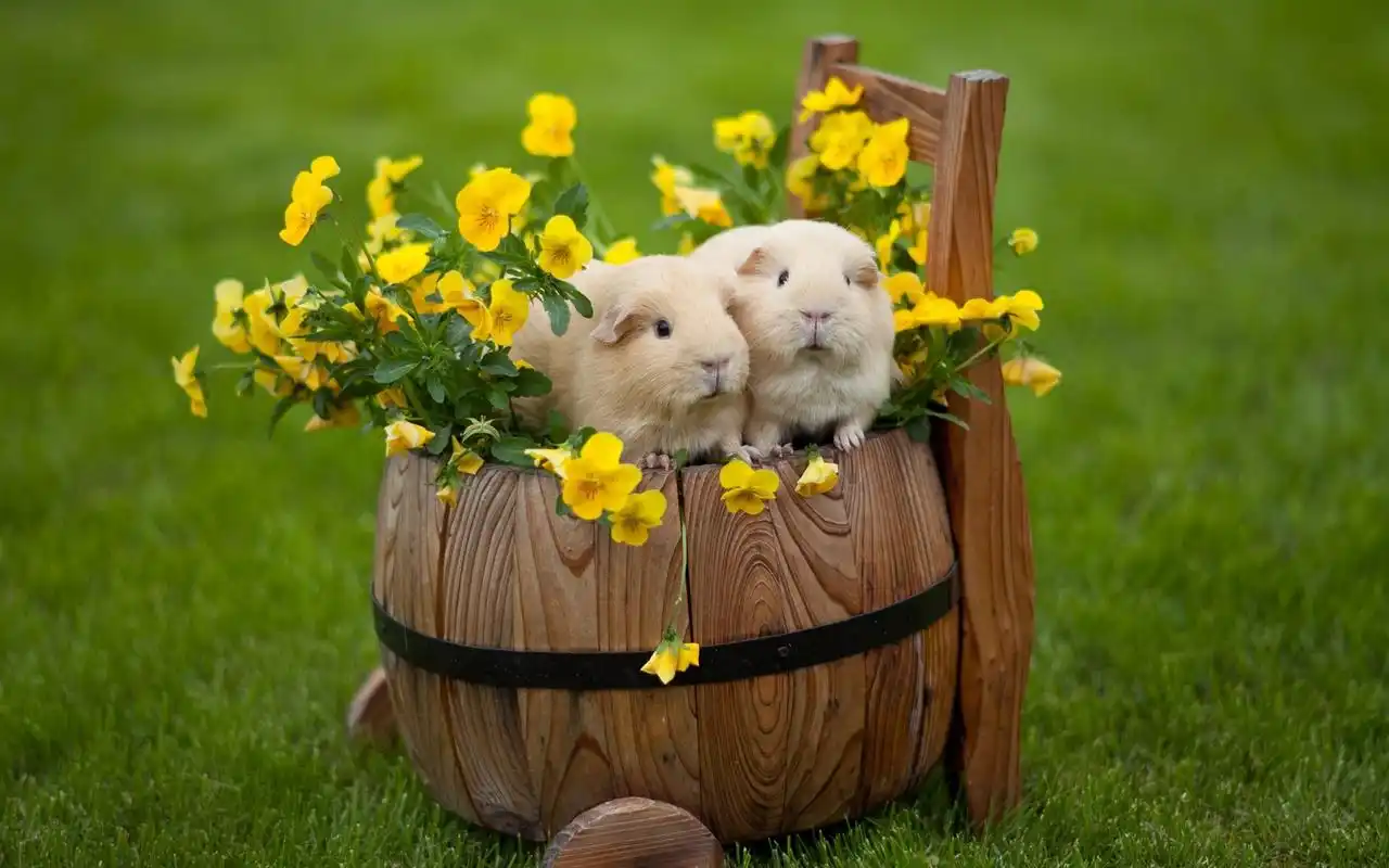 超可爱萌宠荷兰猪电脑桌面壁纸下载高清大图预览1920x1200_动物壁纸