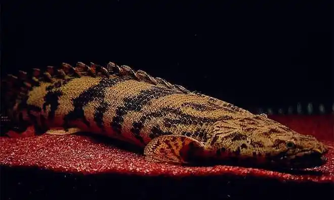 虎纹恐龙王鱼最霸气观赏鱼之一