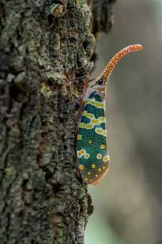 【原创】精彩虫虫——象鼻蜡蝉