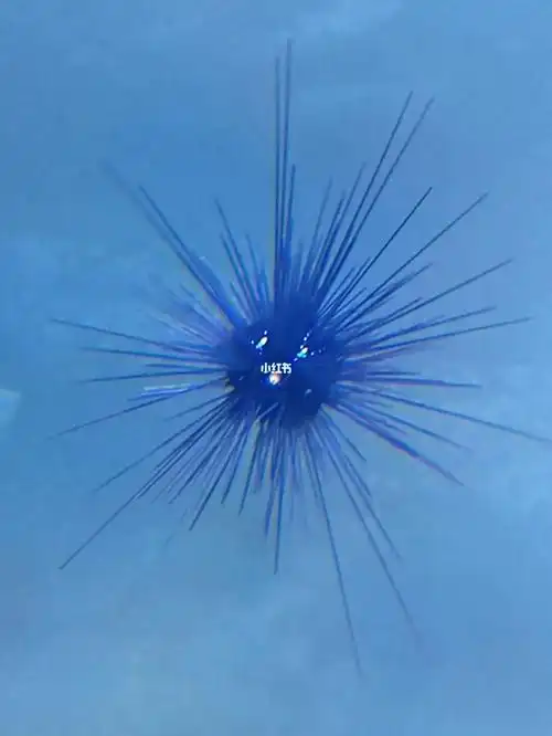 是活的#海胆  #你的眼睛像星星  #我最爱的表情包