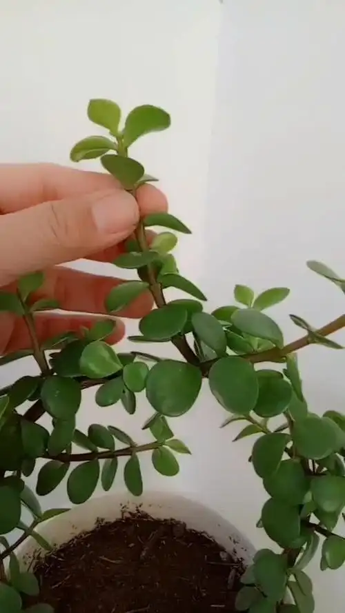 分享给大家一个扦插金枝玉叶的方法,特别的实用!