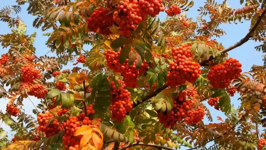 【ai春田】《乌拉尔的花楸树》