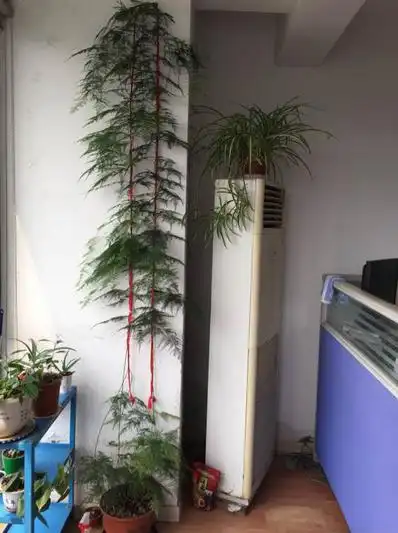 原来文竹要这么养才能翠绿又爬藤难怪我家养一盆死一盆