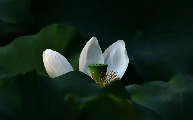 荷花,是奉献美的精髓,是个性美的筋骨.荷花,圣洁的花!惟其静美.