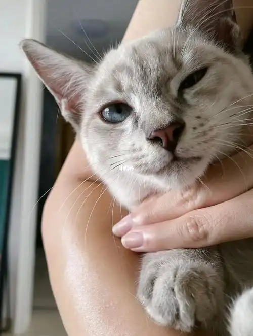 蓝虎斑暹罗猫找新家喜欢的冲