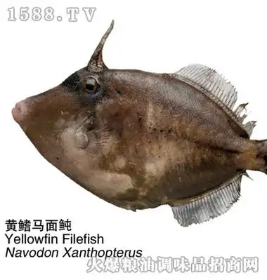 海魁黄鳍马面鱼