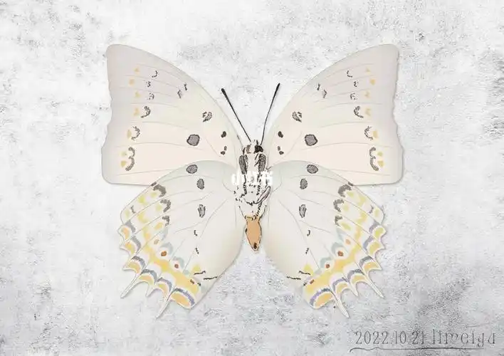 95蝴蝶插画|美到直接换成屏保壁纸