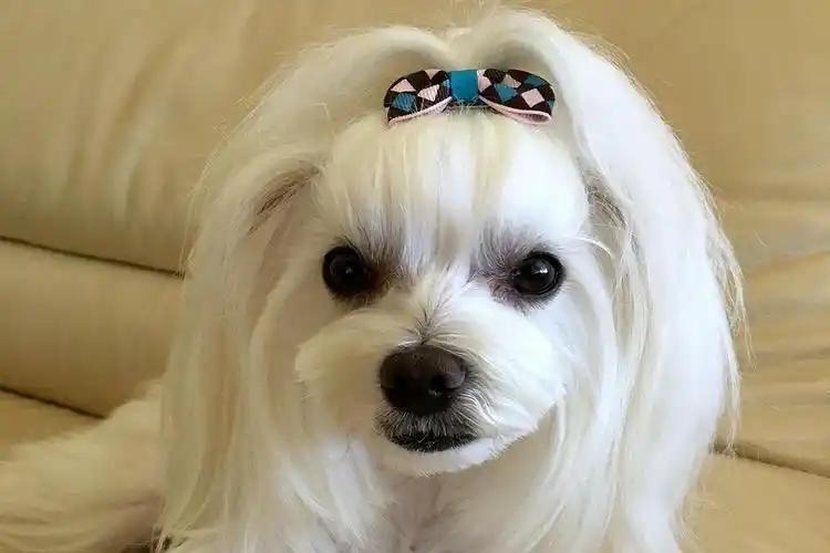 美美的辫子,致使狗狗被切除耳朵,值吗