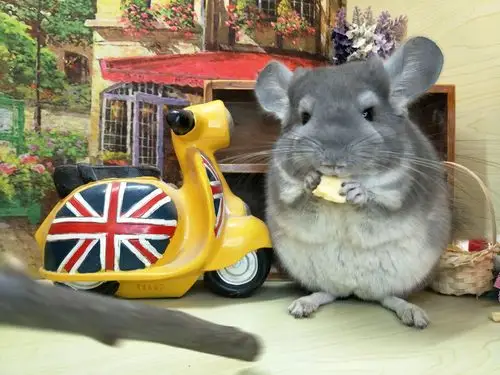 【大婶龙猫】自家繁殖活体龙猫宝宝 宠物龙猫活体幼崽支持送到家