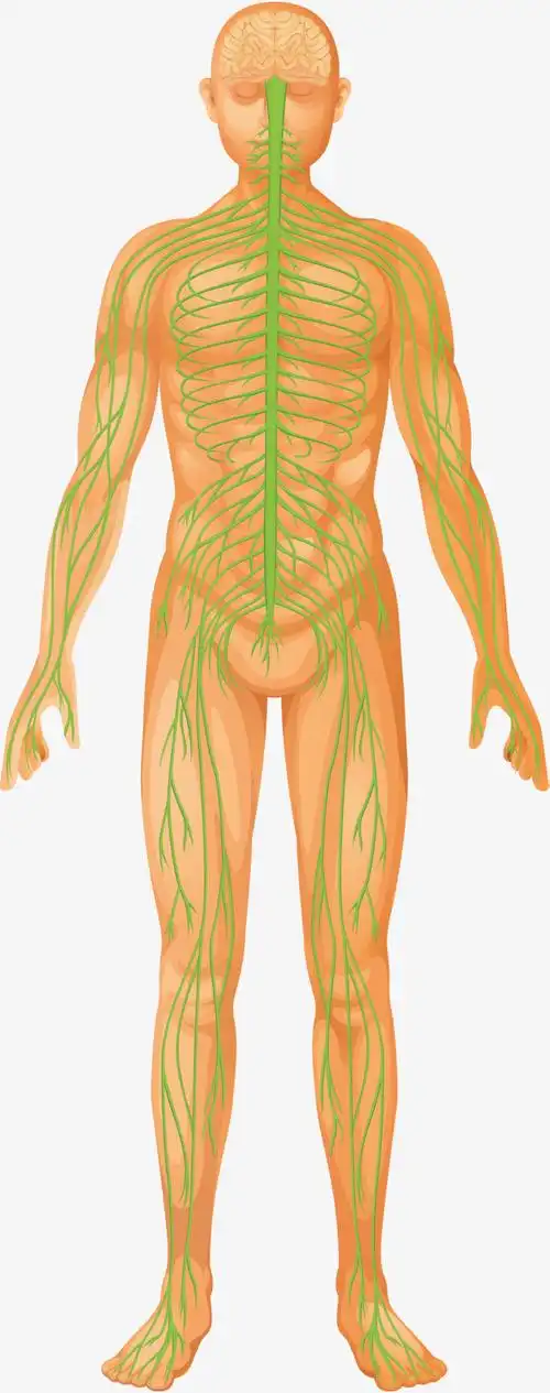 人体躯干卡通躯体矢量图