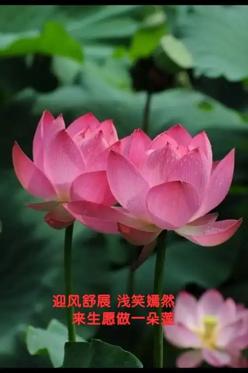 心如莲花洁净人生