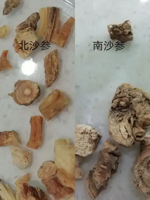 北沙参与南沙参>