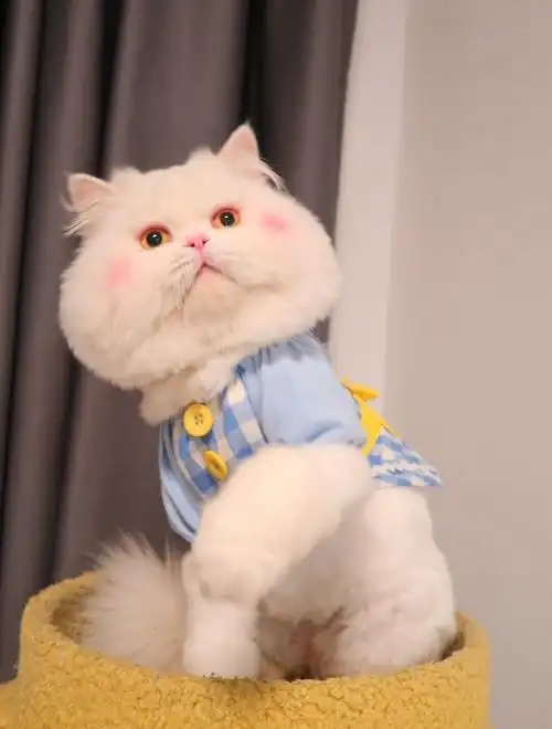 可爱小猫喵星人写真图片