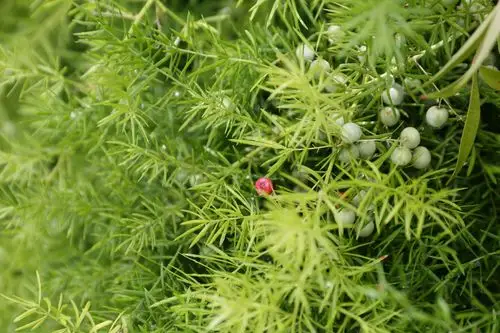 庆元植物1275-百合科-天门冬属-非洲天门冬