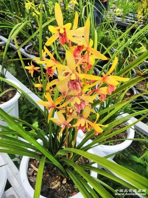 惠兰黄花-蕙兰篇-中国兰花交易网社区