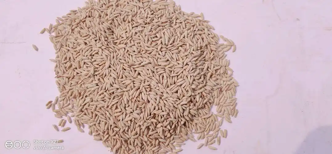 高品质稻种 为农增效保驾护航