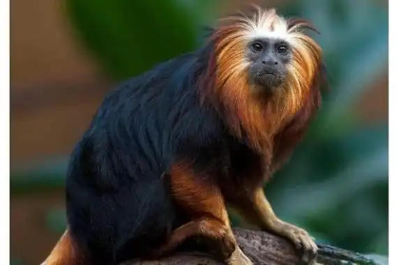 世界上最稀有的十大动物(世界最稀有的动物第一名了解) 第6张