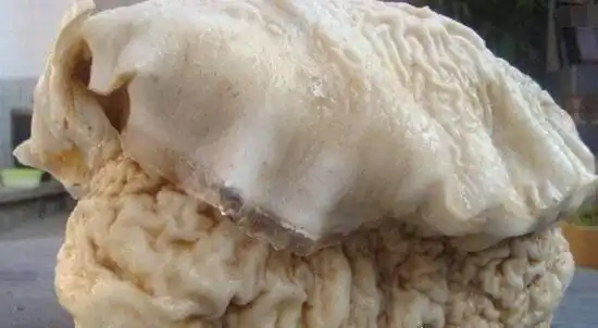 太岁是什么东西数万年才能形成的延寿珍品肉灵芝