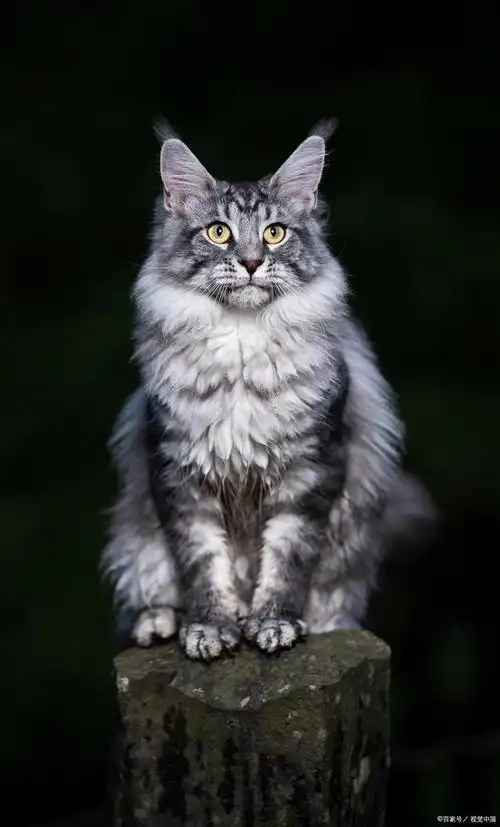 缅因猫的价格分级与品质判断