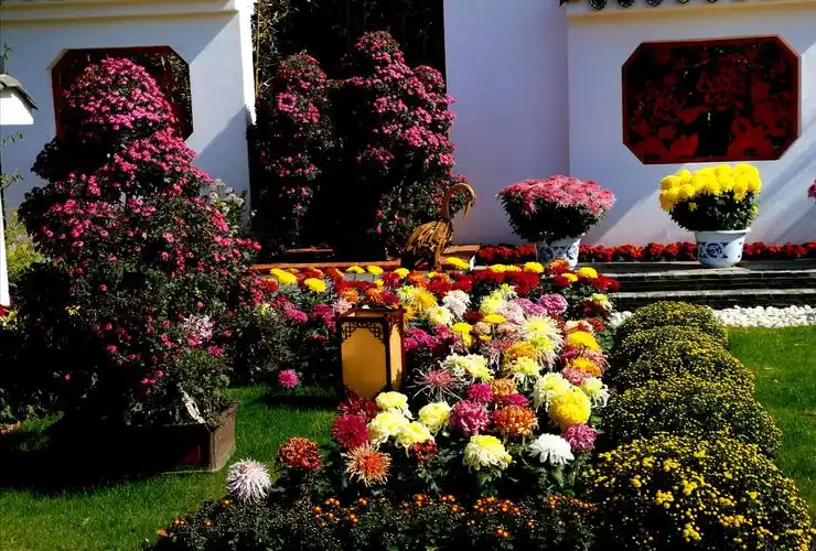 2020年菊花展掠影