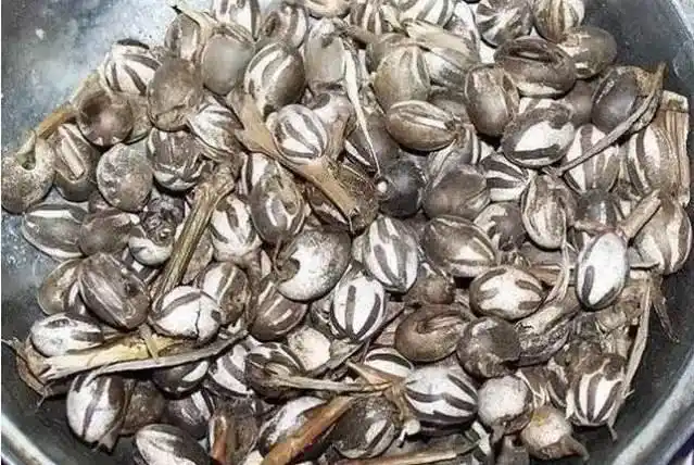 洋辣子见过吗被拉一下提神醒脑