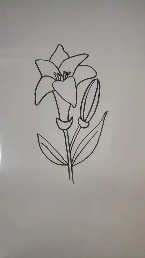 简笔画——一朵百合花
