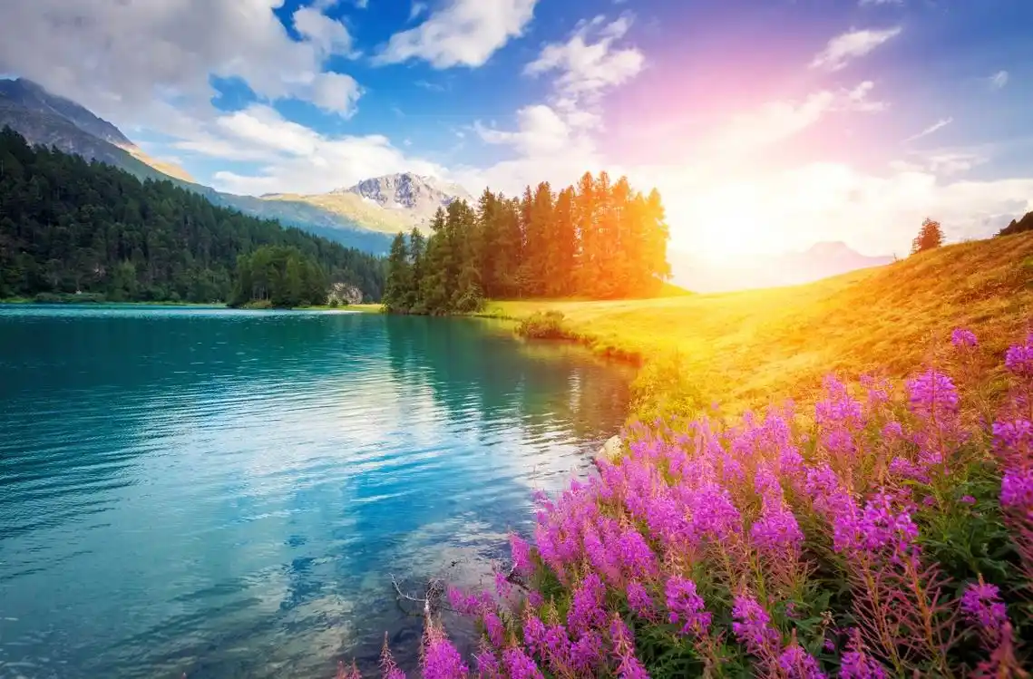 高山树林湖鲜花4k风景图片