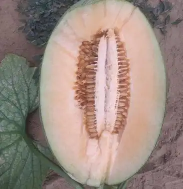 25号哈密瓜椭圆形小蜜25马上上市加油干