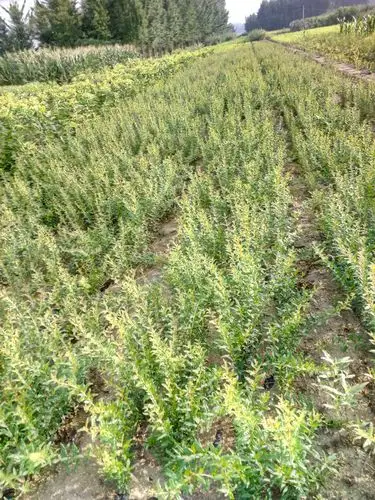 四川达州2年生软籽石榴苗