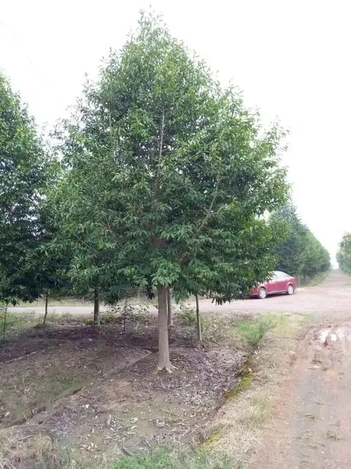 30公分乐昌含笑品种 乐昌含笑 用途 绿化 栽培环境 露天 树形 竖形