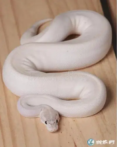 白色宠物蛇白色宠物蛇价格图片