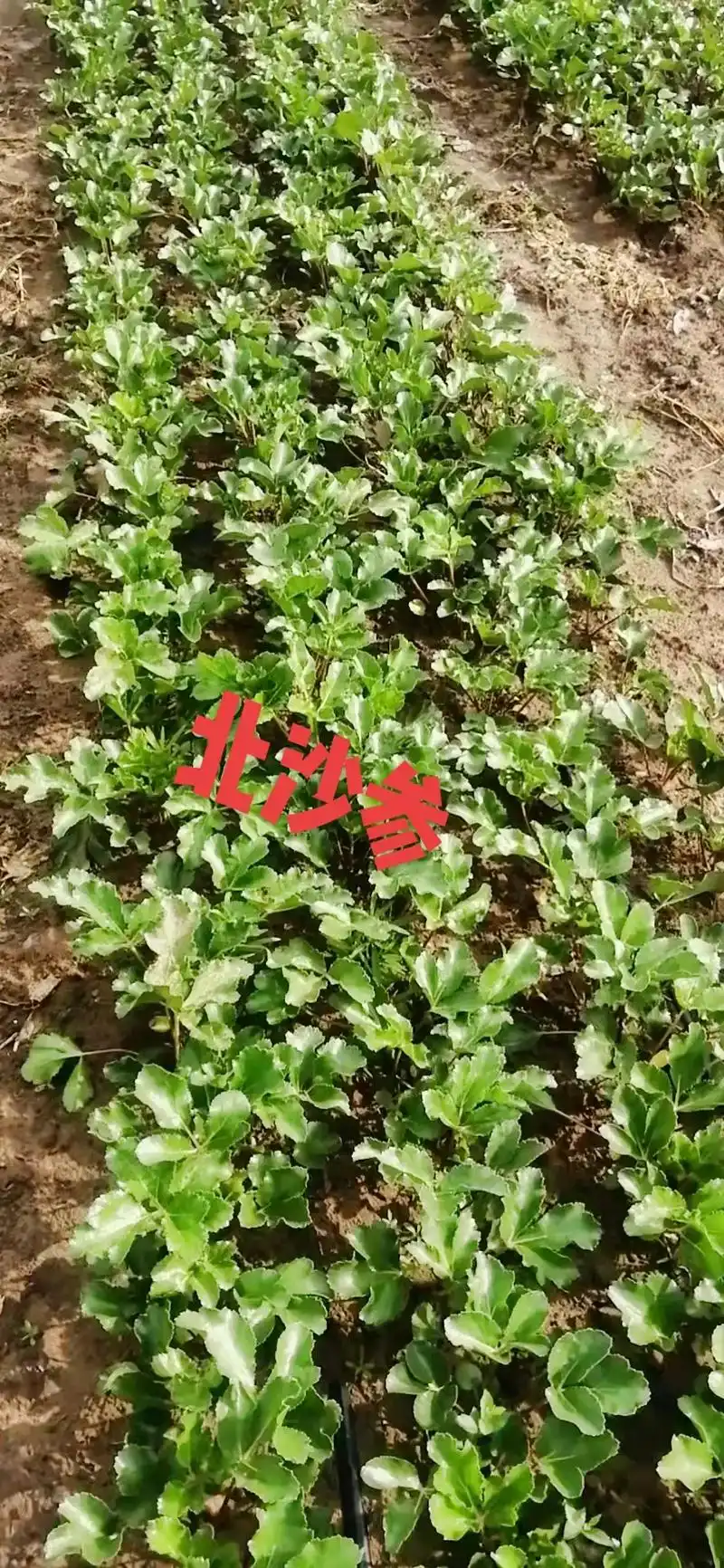 北沙参一年生的品种,有封闭,有苗后除草剂, - 抖音