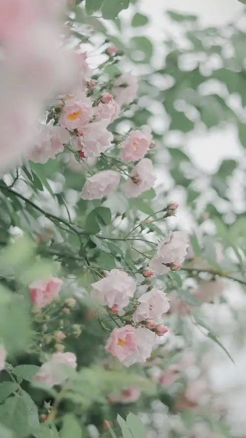 美丽蔷薇花淡雅小花清新图片