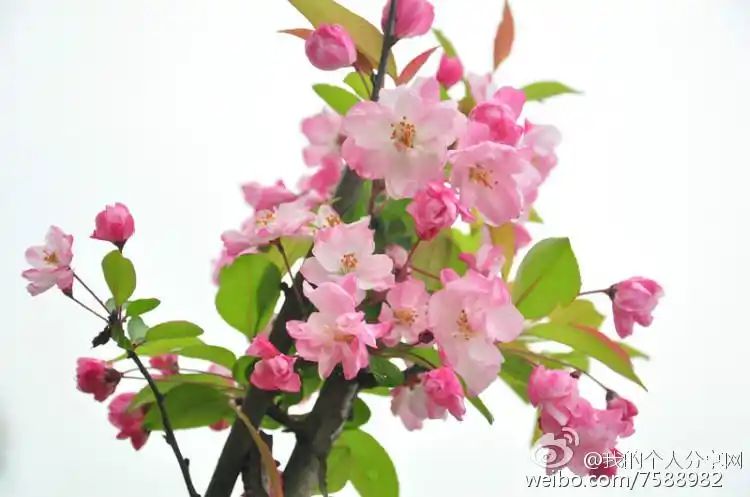 著名的女作家张爱玲曾经感慨:人生三大憾,鲥鱼多刺,海棠无香,红楼未完