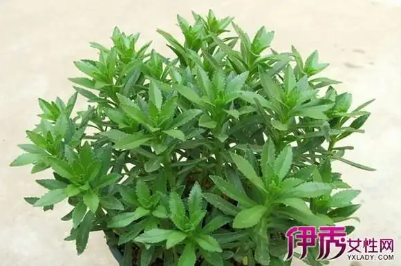 【图】云南白药植物图片欣赏 教你快速辨别云南白药